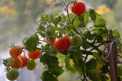 Пасынкование подарит хороший урожай томатов - KP.RU