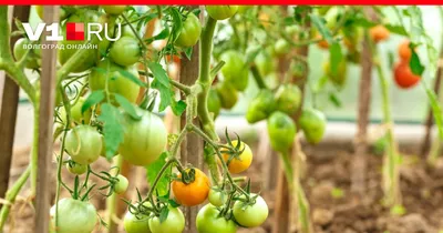 Как подвязать помидоры в теплице, как подвязать помидоры, как пасынковать  помидоры, как подкормить помидоры - 28 июня 2022 - v1.ru