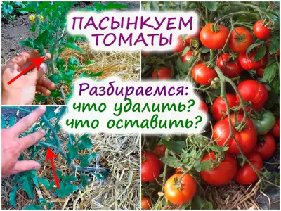 Как пасынковать помидоры в открытом грунте - советы и методы — УНИАН