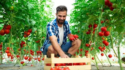 Пасынкование томатов необходимо, но что можно удалять, а какие побеги  необходимо оставлять?