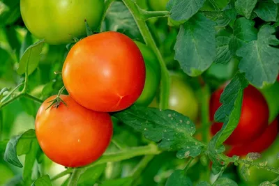 Не забудьте правильно пасынковать помидоры в июне — овощи попрут как на  дрожжах