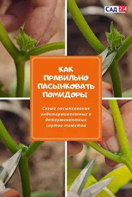 Как пасынковать помидоры: пошаговая инструкция, видео | ivd.ru
