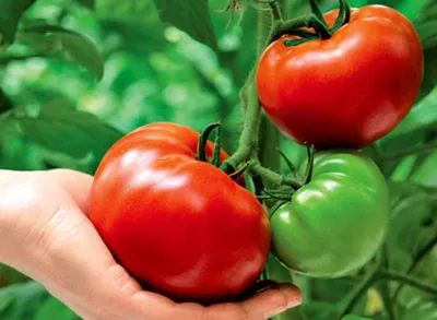 Какие помидоры не требуют пасынкования - лучшие сорта для ленивых — УНИАН