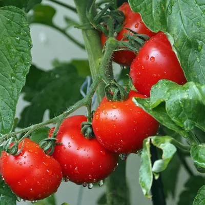 Как правильно пасынковать помидоры в теплице + схема пасынкование томатов |  Теплица, Помидоры, Огород