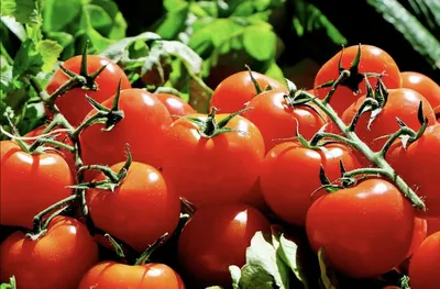Пасынкование кустов томатов: новости, сад, огород, рассада, помидоры, сад и  огород