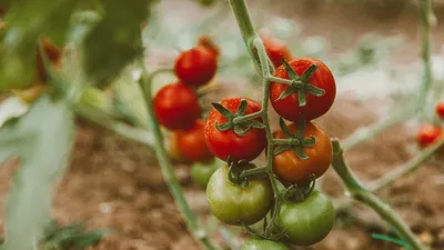 Пора пасынковать помидоры Пасынкование – это очень важное мероприятие, без  которого не вырастить богатого.. | ВКонтакте