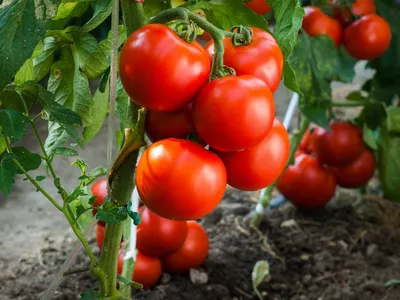 Не надо подвязывать и пасынковать: агроном поделился сортами томатов для  ленивых огородников