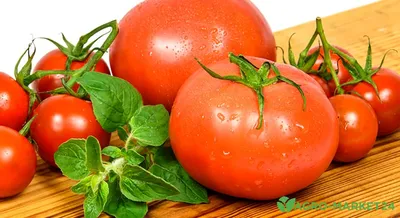 Как правильно пасынковать помидоры | Life