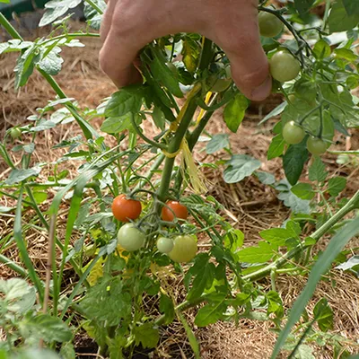 Как обрезать помидоры и обрывать листья - Agro-Market24