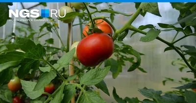 Нужна правильная температура. Агроном – о выращивании томатов и перцев |  САД-ОГОРОД | АиФ Челябинск