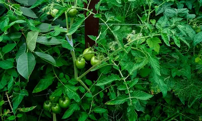 Как правильно разводить томаты на Южном Урале и добиться большого урожая -  KP.RU
