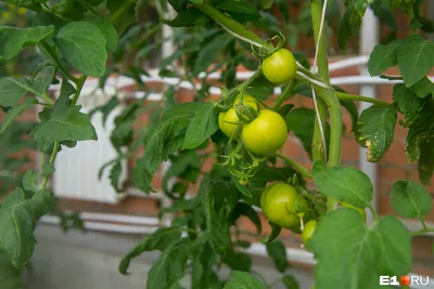 Как правильно пасынковать индетерминантные помидоры | Компот-Огород
