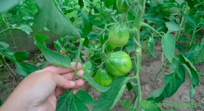 Помидоры надо выращивать таким способом - видео | Новости РБК Украина