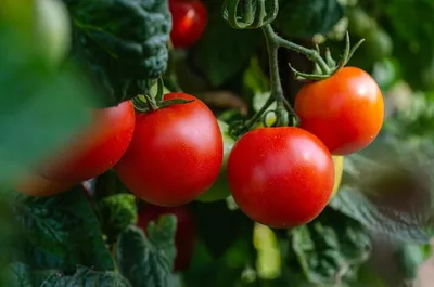 Пасынкование томатов | SIMA-LAND.RU