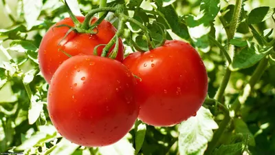 Пасынковать и удалять листья у томатов можно только так!