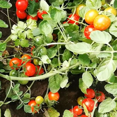 Сколько пасынков можно оставить на помидорах без потери урожая | На грядке  (Огород.ru)