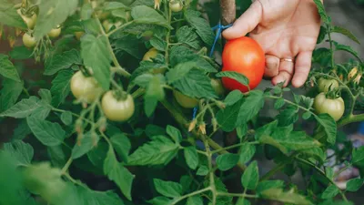Как пасынковать помидоры - советы, видео | Новости РБК Украина