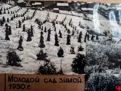 Патриарший сад во Владимире » История, цены, фото