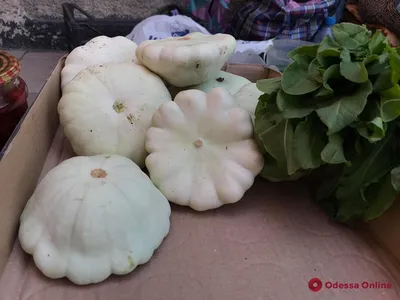 Семена Патиссон Белые 13 - купить по выгодной цене | Урожайка