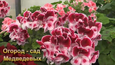 Купить Семена Цветущий сад пеларгония Восхищение смесь F2 в Алматы –  Магазин на Kaspi.kz