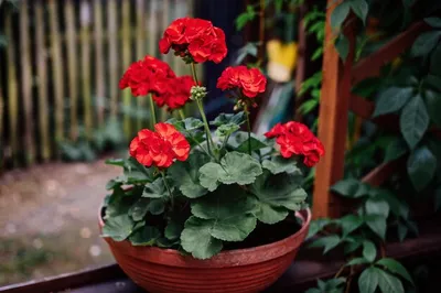 Пеларгонии (Герань) многолетних цветов для дома и сада Пеларгония герань  карликовая Нано Розовая F1 - купить по выгодным ценам в интернет-магазине  OZON (1066751550)