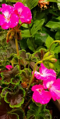 цветы пеларгония в саду стоковое фото. изображение насчитывающей средства -  245886732