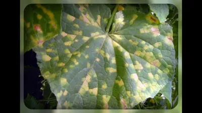 Пероноспороз на огурцах | Фото и лечение ложной мучнистой росы