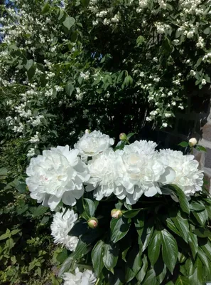 Белые пионы в саду | Белые пионы, Пионы, Экзотические цветы
