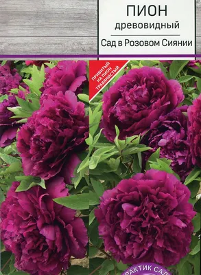 Пионы в саду :: Ольга Довженко – Социальная сеть ФотоКто