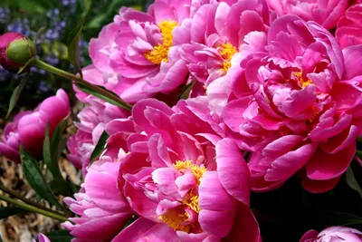 Пион Травянистый - «Самый красивый и самый неприхотливый цветок в моём саду»  | отзывы