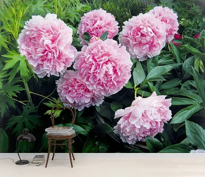 Розовые Пионы в саду - индивидуальные фотообои. Заказ фотообоев Розовые  Пионы в саду (28565)