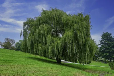 Плакучая ива дерево фото фотографии