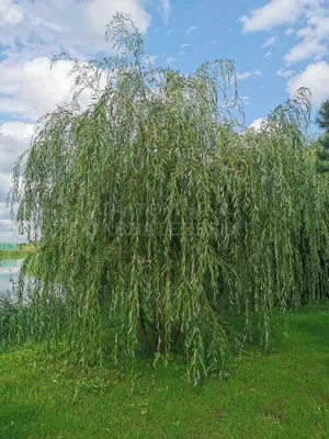 Ива плакучая Salix саженцы купить в Москве и Подмосковье в питомнике