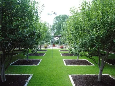 Плодовый сад на участке: схемы посадки и совмещение фруктовых деревьев