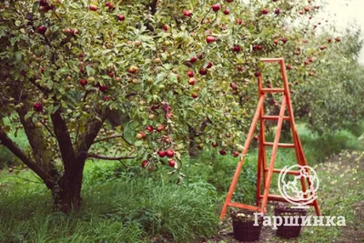 Планировка плодово-фруктового сада и огорода - примеры и правила