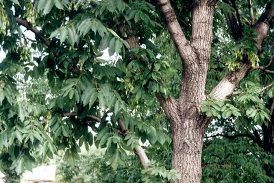 Ясень обыкновенный (Fraxinus excelsior) | Ракита. Питомник растений