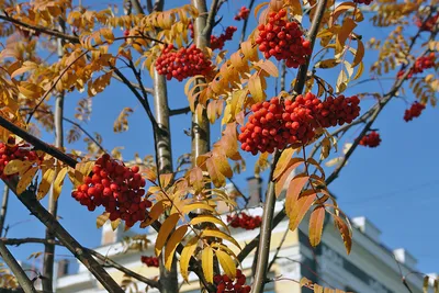 Ясень горы Aucuparia рябины Ashberry рябины дерева.. Сорбируйте куст услуги  красные зрелые плоды оставляют яркий солнечный Rowanbe Стоковое Изображение  - изображение насчитывающей лиственно, ингридиент: 192650815