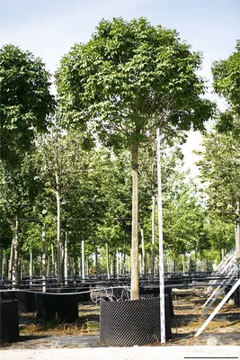 Ясень саженцы купить в алматы питомник растений Росток лиственные деревья в  Казахстане