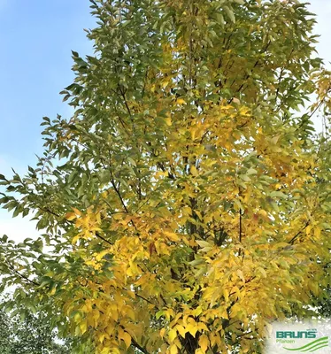 Ясень обыкновенный (Fráxinus excélsior) С30, 350-400 см, цена в  Санкт-Петербурге от компании Вилла-планта (садовый центр и питомник  растений, ландшафтное бюро)