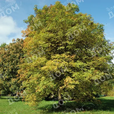 Плоды дерева ясень - 73 фото