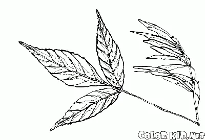 Ясень обыкновенный (Fraxinus excelsior) | Ракита. Питомник растений