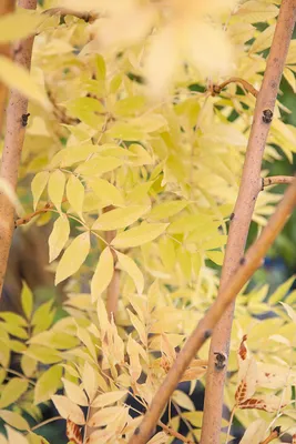 Art Wood Parquet магазин дизайнерського паркету та аксесуарів - Интересные  факты о ясене Слово ясень происходит от слова ясно или светлый. Листья  ясеней хорошо проводят солнечный свет, поэтому эти деревья так назвали.