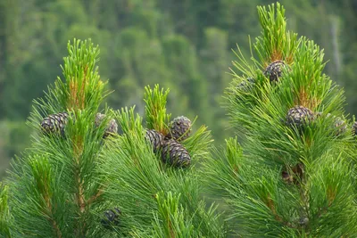 Незрелые плоды зеленого дерева Pinaster сосны или Pinus со многими игл сосны  Стоковое Изображение - изображение насчитывающей празднично, естественно:  215450107