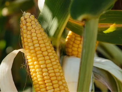 Молодой початок кукурузы в поле :: Стоковая фотография :: Pixel-Shot Studio