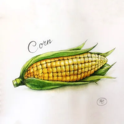 Один идеальный початок кукурузы …» — создано в Шедевруме