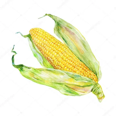 один початок сладкой кукурузы выделяющийся на белом фоне вектор PNG ,  зеленый, Попкорн, сырой PNG картинки и пнг рисунок для бесплатной загрузки