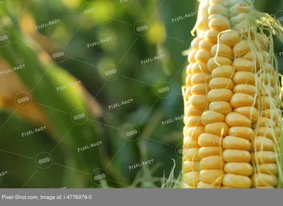 Кукурузный початок на плантации кукурузы Стоковое Изображение - изображение  насчитывающей культивирование, маис: 182440987