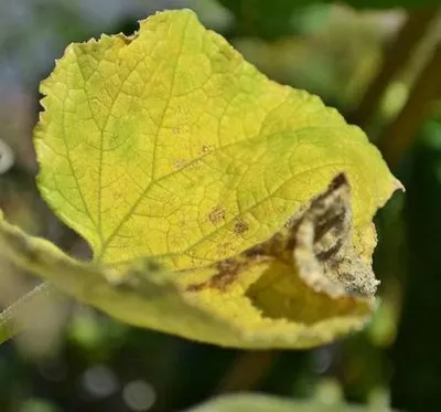 Почему желтеют листья у огурцов в теплице и что делать