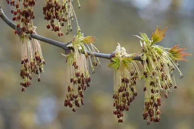 Клен остролистный (Acer platanoides L.)