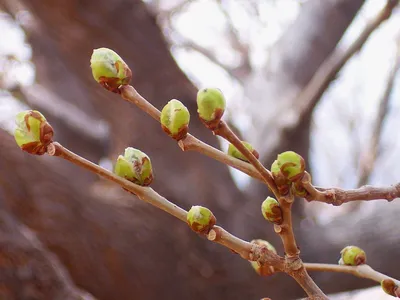 Весна Листья цветения липы почки Biro Стоковое Изображение - изображение  насчитывающей гикори, известка: 90528387